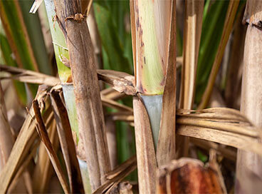 Moagem de cana-de-açúcar atinge 538,13 milhões de toneladas no Centro-Sul, diz Unica