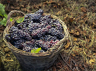 Sistema permite cadastro e análise de dados de produtores de uva e vinho do país
