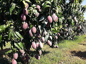 Bahia é o  2º  maior produtor de frutas do Brasil, diz  IBGE